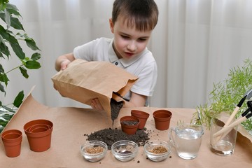 The child is busy planting micro greens seeds in small pots. Pours the ground out of a paper bag, the soil wakes up by.