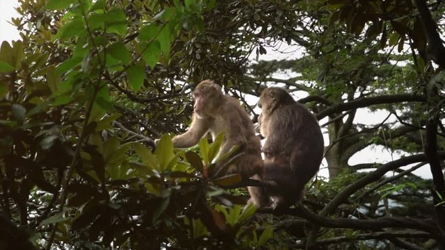 Monkey Couple on a tree. Male and female macaques on a tree in the jungle (tibetan macaque)