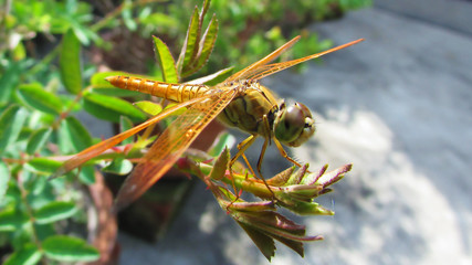 A stunning close up shot of  a dragonfly.