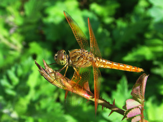 A closeup shot of a beautiful Dragonfly.