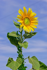 Yellow sunflower against a blue sky
