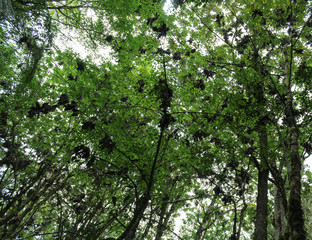 Fototapeta premium Cielo de árboles, vista excursionista