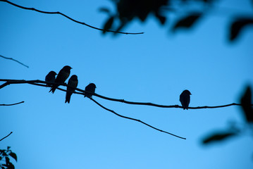 Silhouette von Schwalben, Schattenbild vor blauem Himmel
