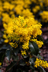 Yellow Flower Park