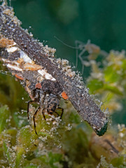 Caddis fly larvae in freshwater, Köcherfliegenlarve im Süsswasser
