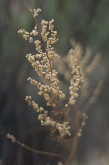 Macro herbarium Dried grass on a blurred background