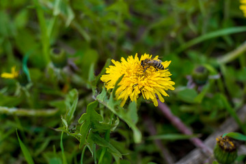 Dandelion with a bee