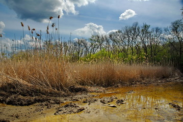 reeds in the water