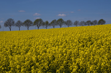 rapsfeld mit allee