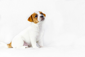 cute puppy jack russell terrier sitting on a white background, horizontal format