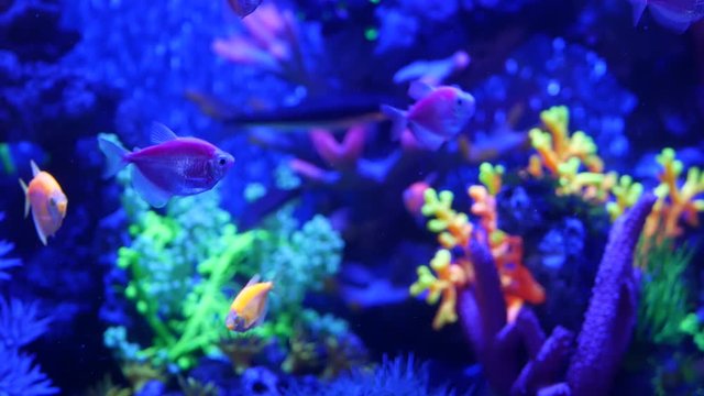 Colorful vivid fishes glow, violet aquarium under ultraviolet uv light. Purple fluorescent tropical aquatic paradise exotic background, luminous shiny ecosystem, vibrant fantasy decorative neon tank.