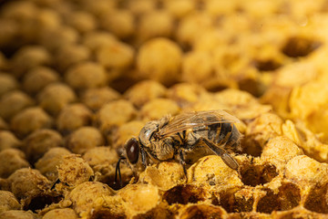 Drohne schlüpft aus Brutzelle einer Wabe aus Wachs in einer Bienenbeute von Honigbienen bei einem Imker