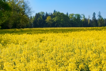 Obraz premium yellow rape field