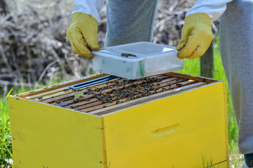 Beekeeper man feeding bees with sugar syrup water. Man puts sugar syrup box into the beehive