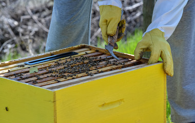 Beekeeper holding frame of honeycomb with bees and cleaning with honey knife