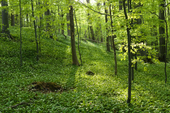 frühjahrswald mit bärlauch nähe reichenbach in nordhessen