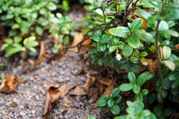 Lingonberry bush with flower in the garden