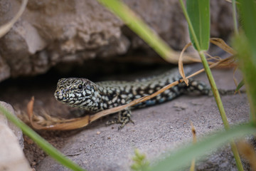 Portrait of motley lizard on a background of gray stones and green grass
