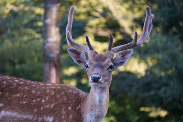 Portrait of a young sika deer on the background of the forest, lit by the evening sun