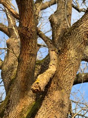 Fototapeta na wymiar Baumrinde an knorpeligem Baum