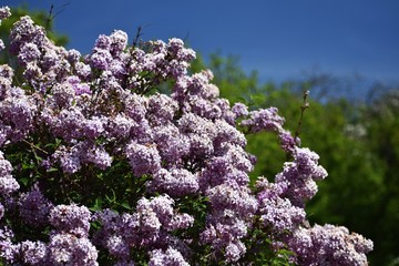 Branch of Lilac flowers with green leaves.