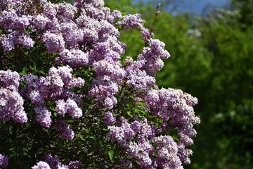 Branch of Lilac flowers with green leaves.