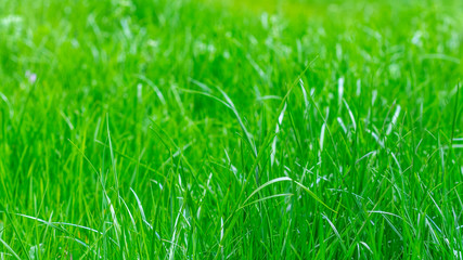 Abstract summer background with fresh green grass. Soft focus, blurred background.
