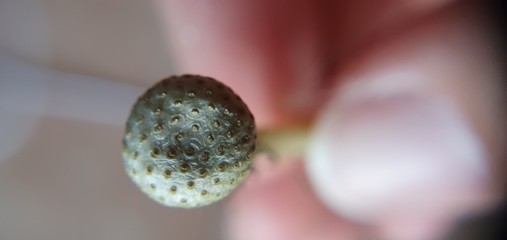 Peduncolo ovario soffione bocca di leone tarassaco