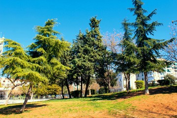 Pine trees in a park in Athens, Greece.