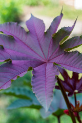 Close up of a palm tree leaf, detail