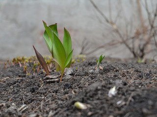Fototapeta premium Young tulip leaves grow from loose earth against
