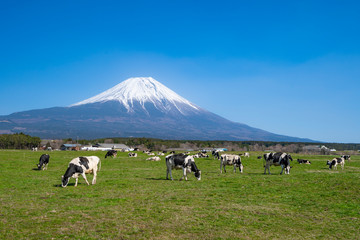 乳牛　富士山　朝霧高原