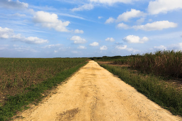 日本最南端、波照間島・サトウキビ畑の道