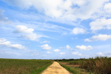 Fototapeta na wymiar 日本最南端、波照間島・サトウキビ畑の道