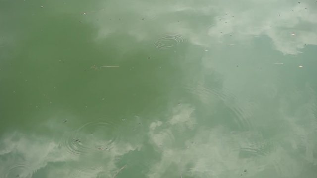 Slow motion ripples on pond water surface made by gerridae water strider insects.
