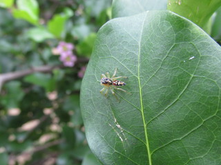 Aranha 