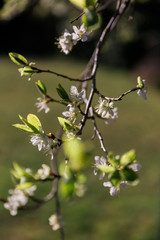 Pflaumenblüte im frühling