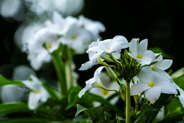 white flowers in the garden, close-up