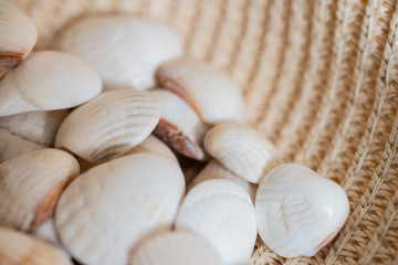 White shells in a straw hat: a place for text