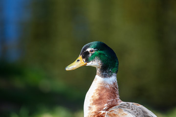 Closeup of a duck's Head