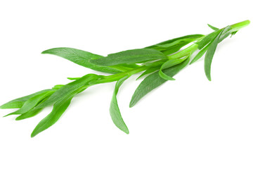 Tarragon leaves isolated on white background. Artemisia dracunculus.