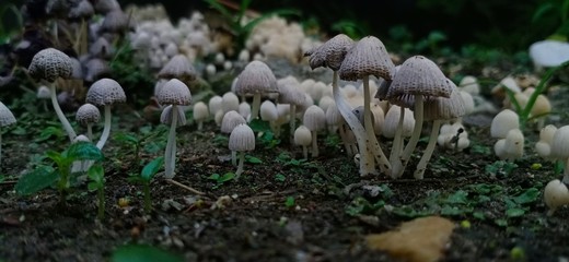 mushrooms in the forest