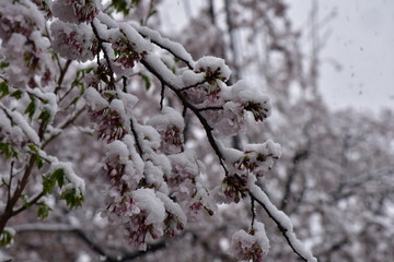 桜と雪