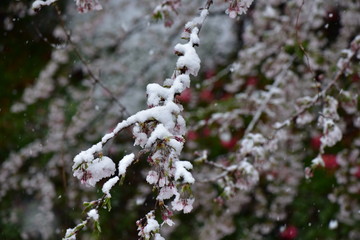 積雪の山茶花