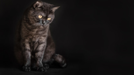 Black tabby scottish straight cat with yellow eyes on black background