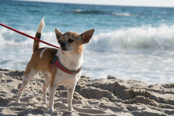 Chihuahua in spiaggia al mare 