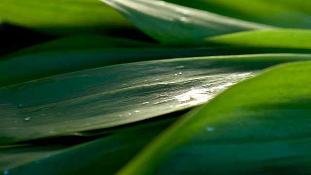 Low angle extreme closeup moving to the right starting with green wet leaves of fresh ramps.
