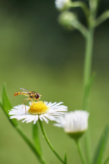 Beautiful white flower and a hoverfly. Episyrphus balteatus, sometimes called the marmalade hoverfly, is a relatively small hoverfly (9–12 mm) . Shot in Japan.