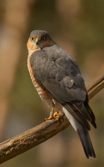 Sperber (Accipiter nisus)