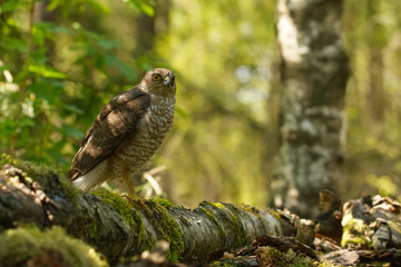 Sperber (Accipiter nisus)